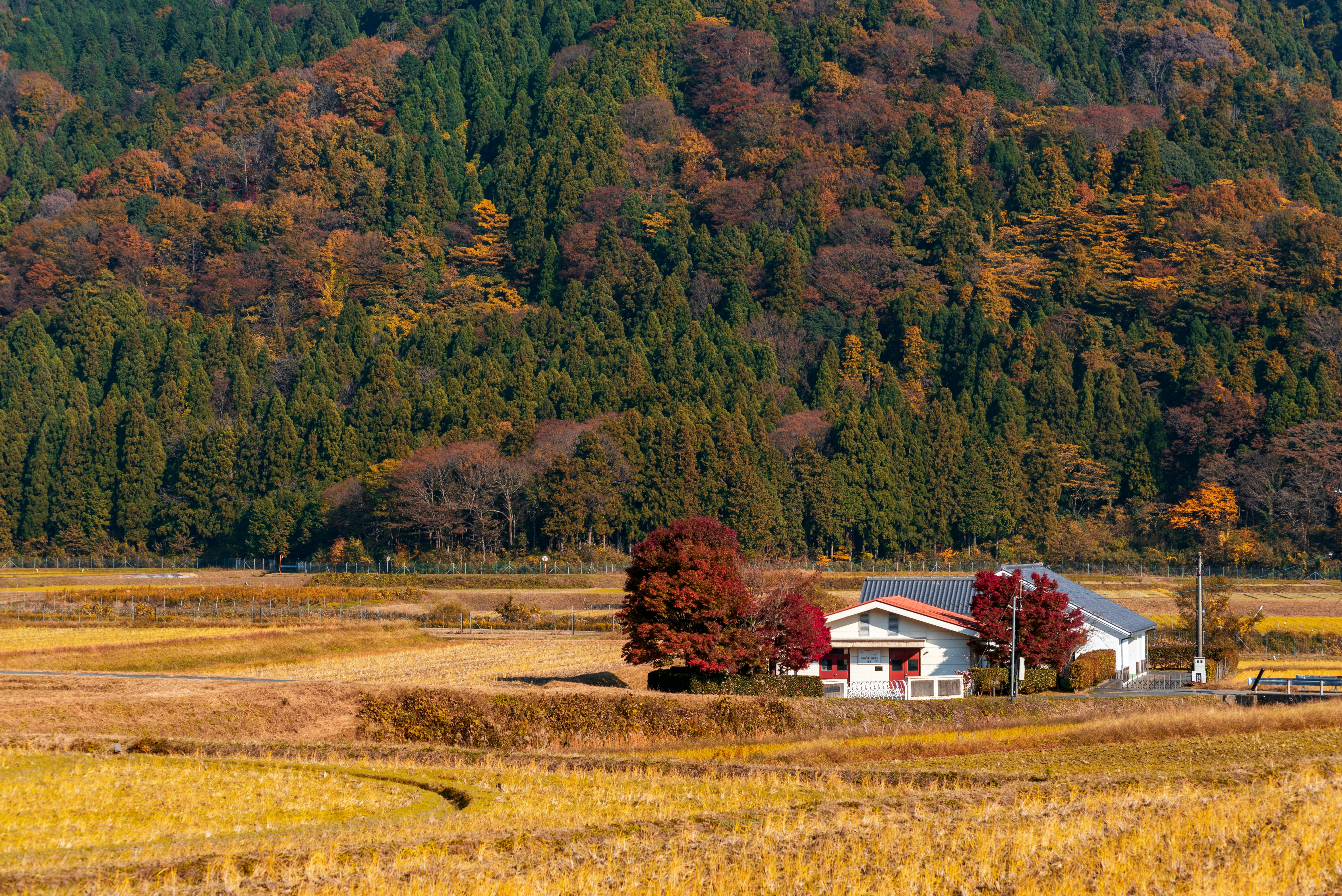 white and brown house on green grass field near green trees during daytime